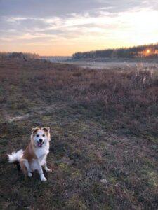VIPDOG.PL Hotel podopieczni