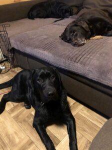 VIPDOG.PL Hotel podopieczni