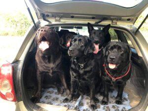 VIPDOG.PL Hotel podopieczni