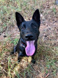 VIPDOG.PL Hotel podopieczni