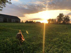 VIPDOG.PL Hotel podopieczni