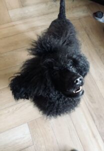 VIPDOG.PL Hotel podopieczni