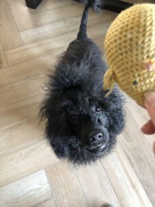 VIPDOG.PL Hotel podopieczni