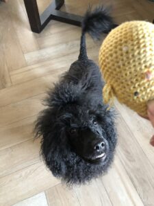 VIPDOG.PL Hotel podopieczni