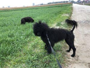 VIPDOG.PL Galeria podopiecznych