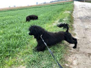 VIPDOG.PL Galeria podopiecznych