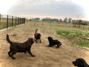 VIPDOG.PL Galeria podopiecznych