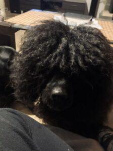 VIPDOG.PL Hotel podopieczni