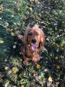 VIPDOG.PL Hotel podopieczni