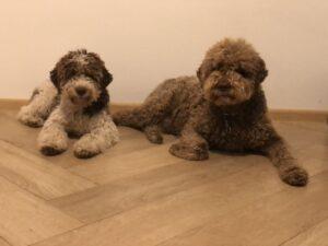 VIPDOG.PL Hotel podopieczni