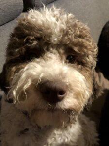 VIPDOG.PL Hotel podopieczni