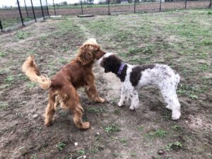 VIPDOG.PL Hotel podopieczni