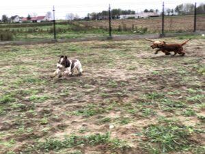 VIPDOG.PL Hotel podopieczni