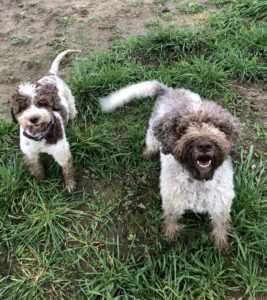 VIPDOG.PL Hotel podopieczni