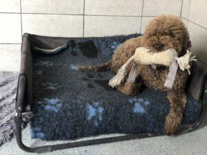 VIPDOG.PL Hotel podopieczni