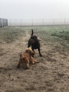 VIPDOG.PL Hotel podopieczni