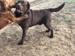 VIPDOG.PL Hotel podopieczni